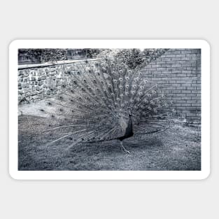 Monochrome Peacock Magnet